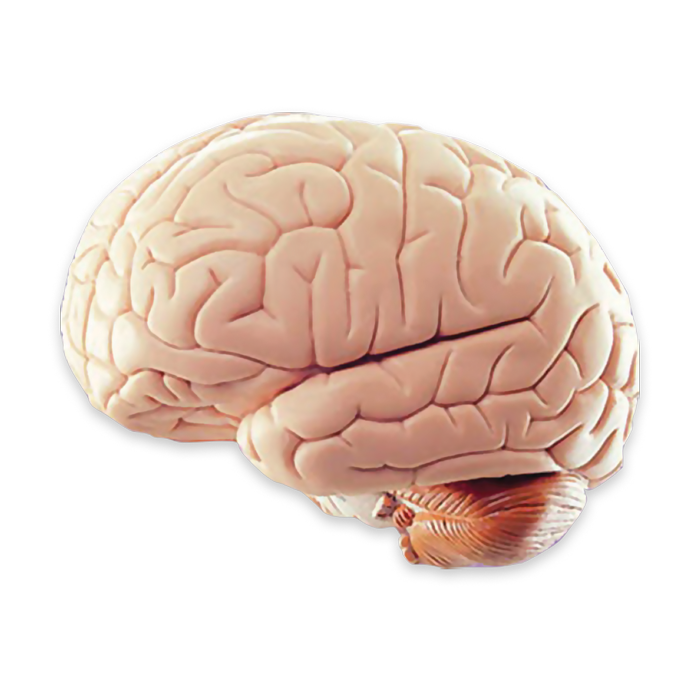 brain A normal brain that is not affected by Alzheimer's or Dementia
